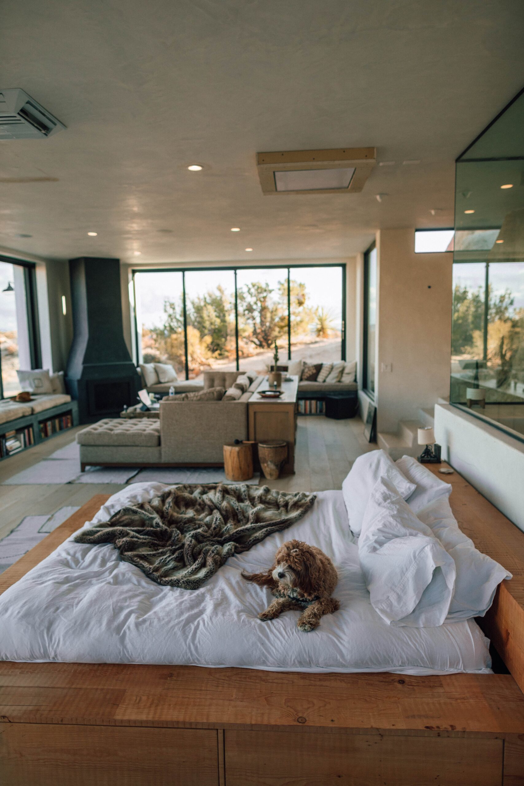 appartement avec plafond en béton grandes fenêtres et chien sur le lit
